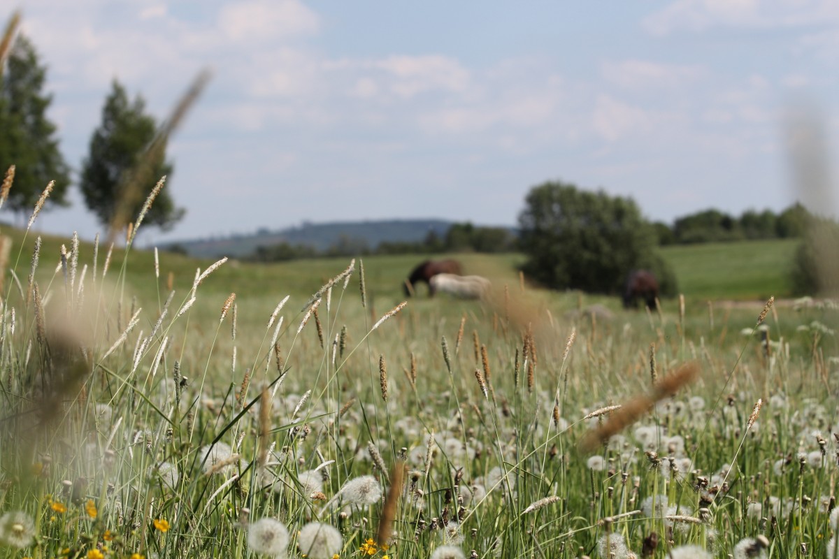 agriculture_animals_blurred_background_countryside_dandelions_daylight_farm_farmland-1541811
