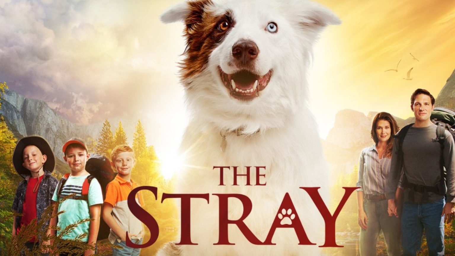 In need of a mood lifter? Watch these heartwarming films about animals!